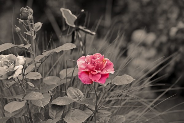 pixabay_flower_black-and-white_red