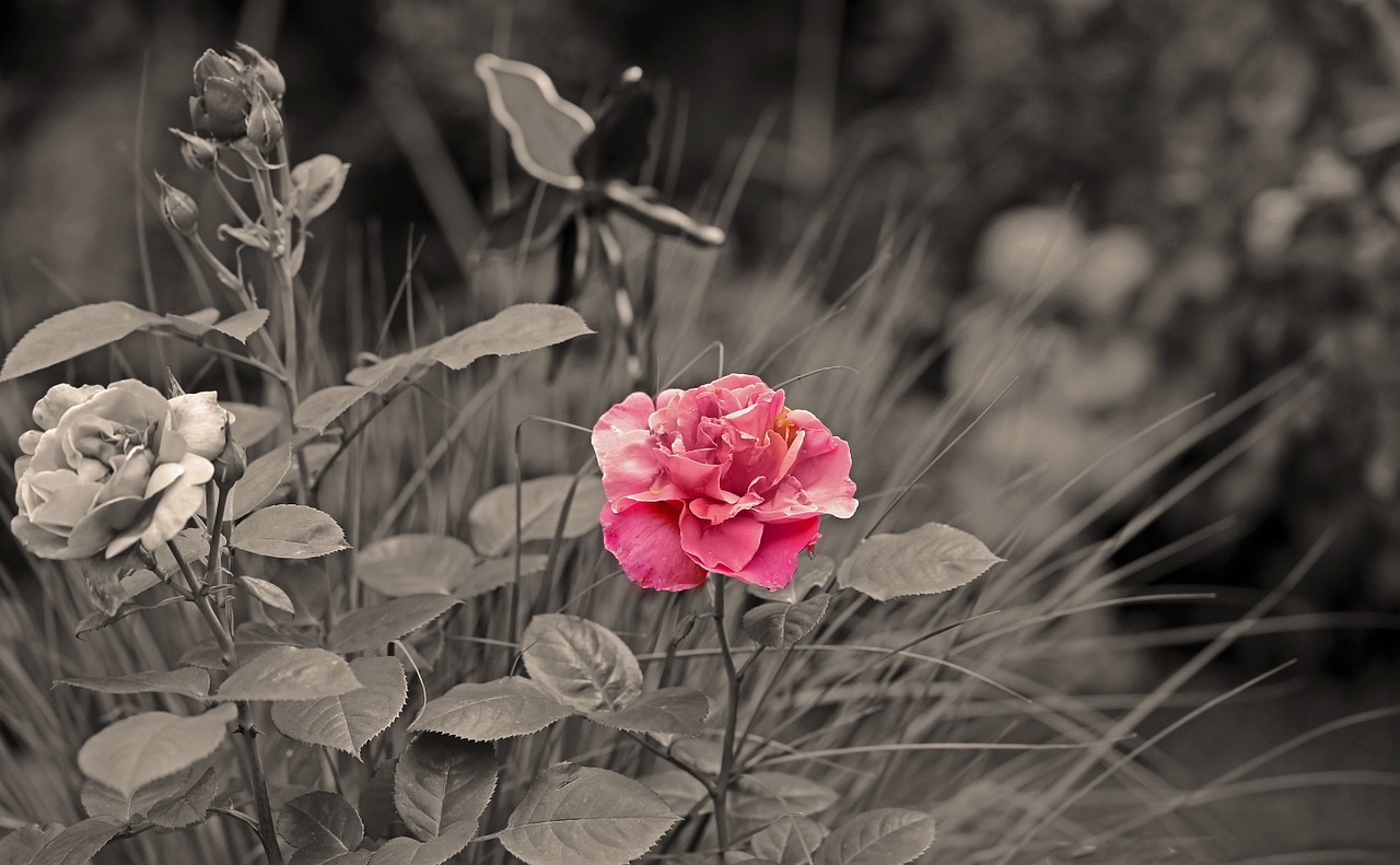 pixabay_flower_black-and-white_red